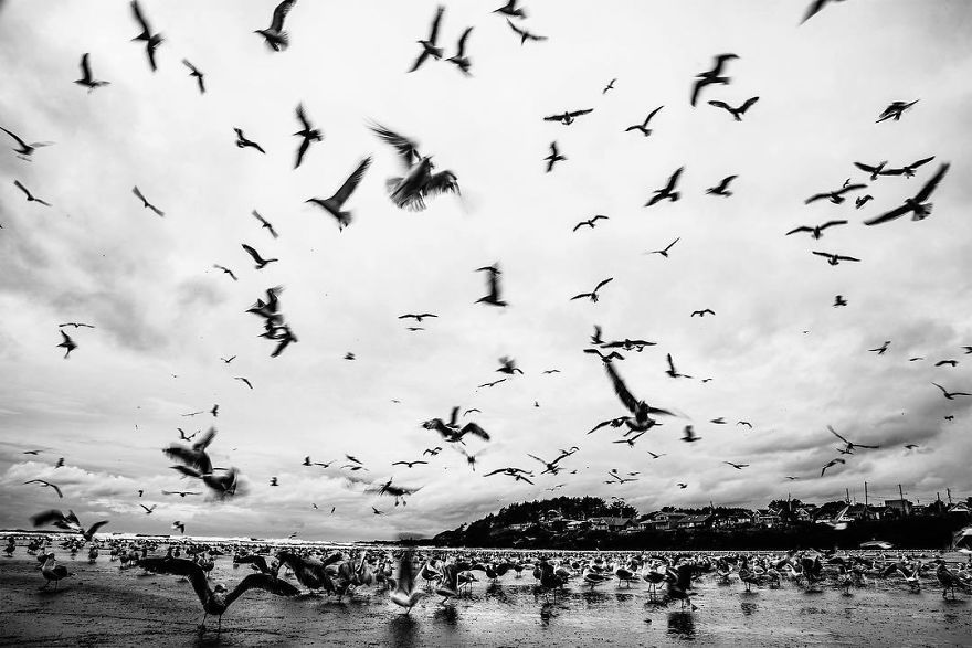 Wildlife-photography-robert-irwin