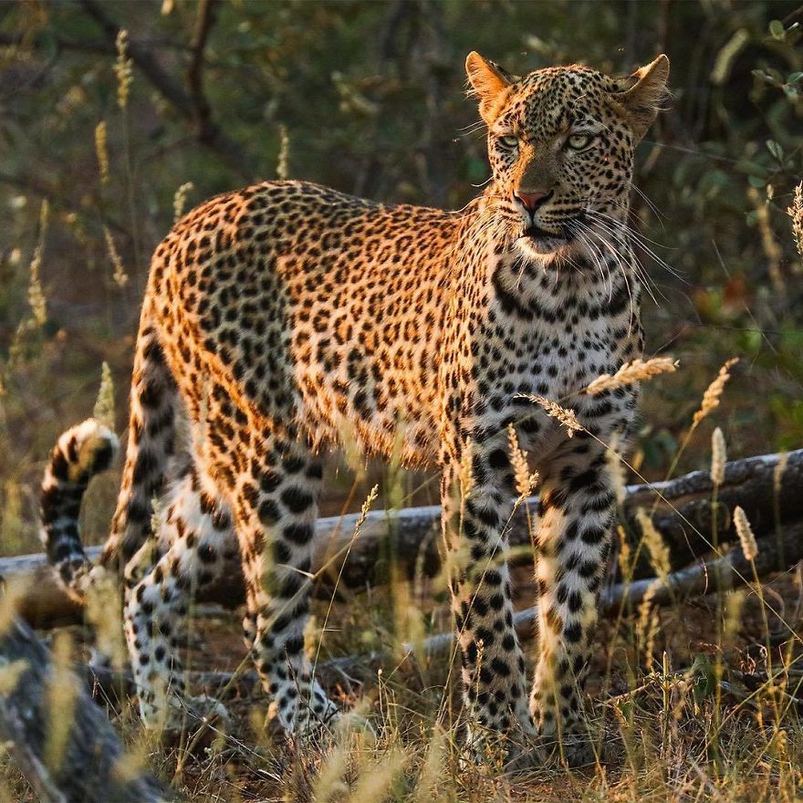 Wildlife-photography-robert-irwin