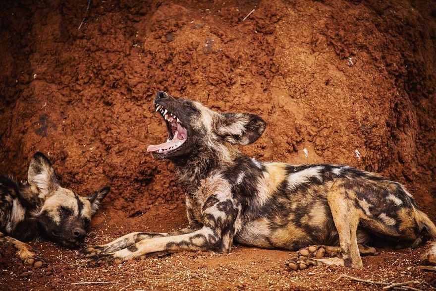 Wildlife-photography-robert-irwin