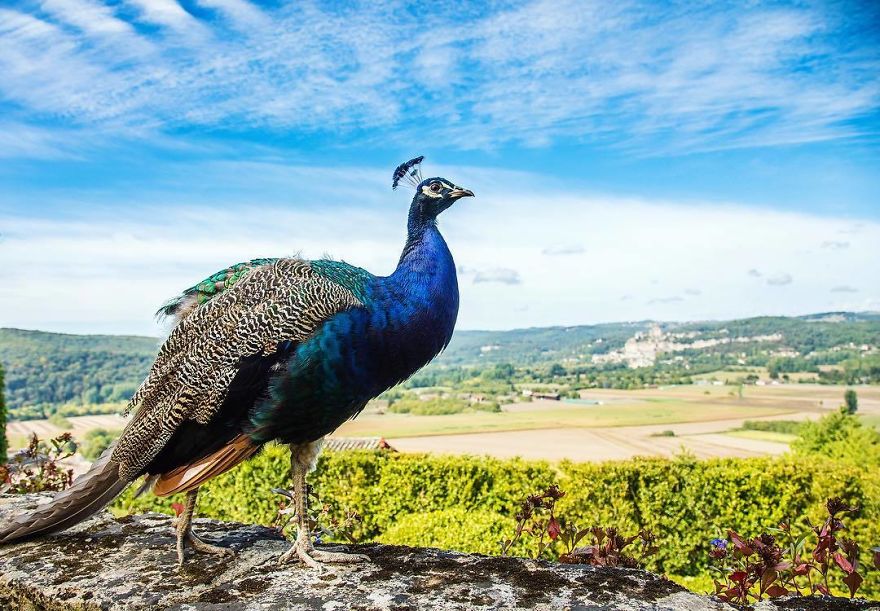 Wildlife-photography-robert-irwin