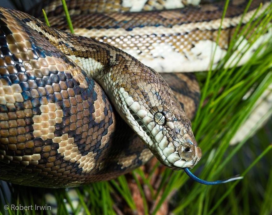 Wildlife-photography-robert-irwin
