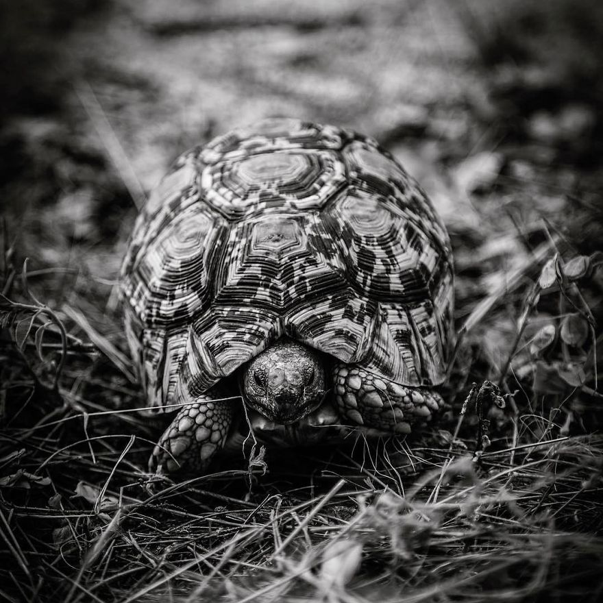 Wildlife-photography-robert-irwin