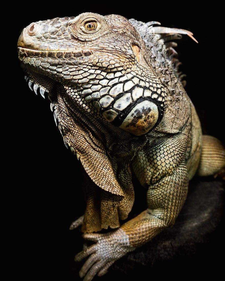 Wildlife-photography-robert-irwin