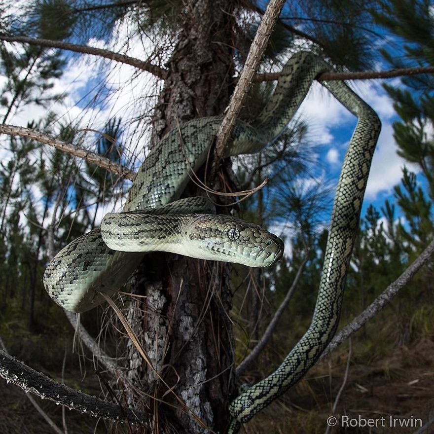 Wildlife-photography-robert-irwin