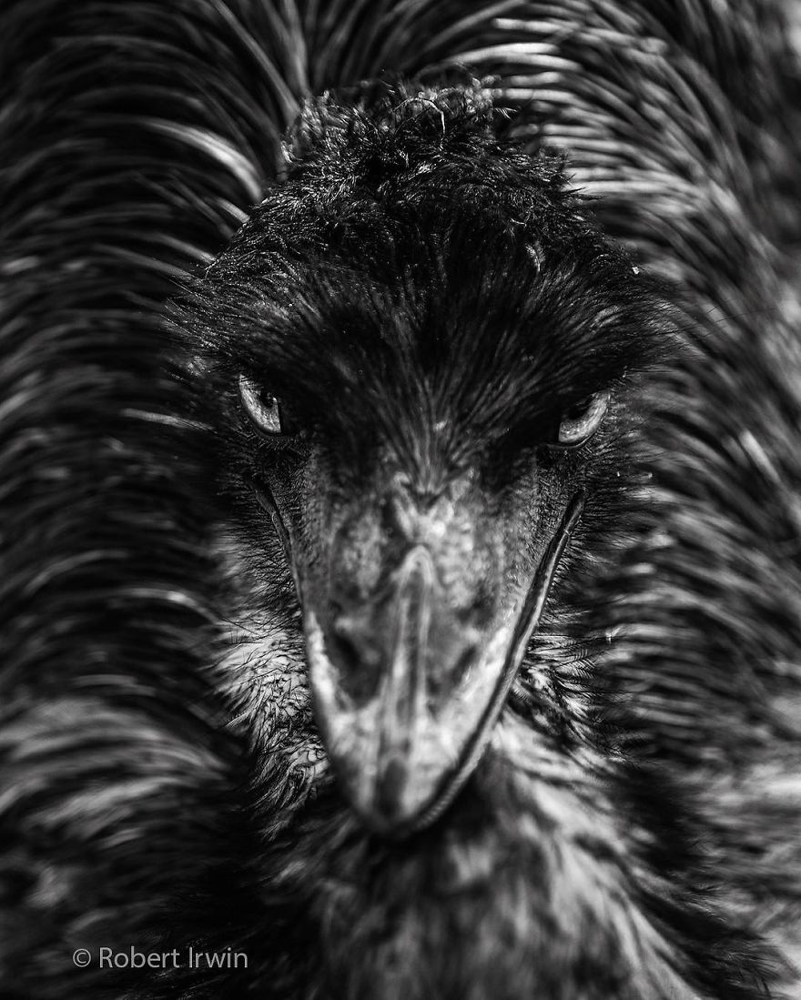 Wildlife-photography-robert-irwin