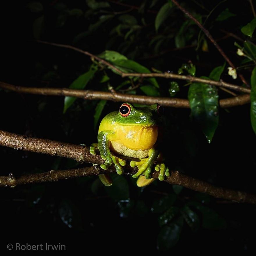 Wildlife-photography-robert-irwin