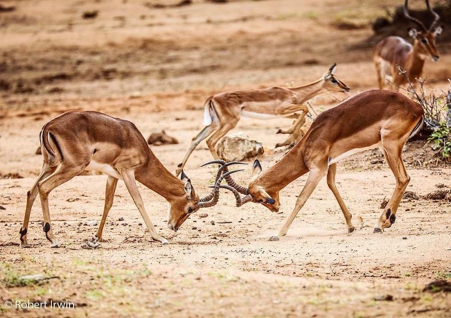 Wildlife-photography-robert-irwin