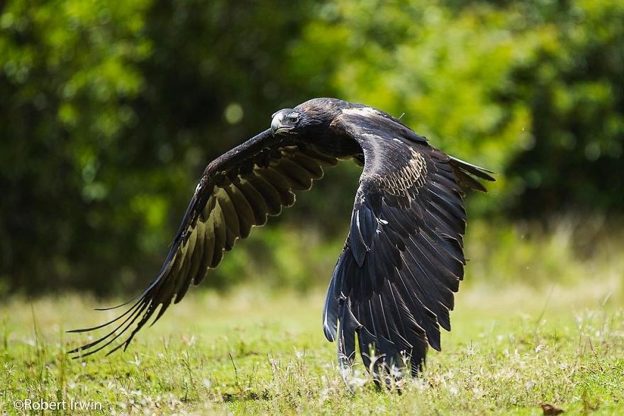 Wildlife-photography-robert-irwin