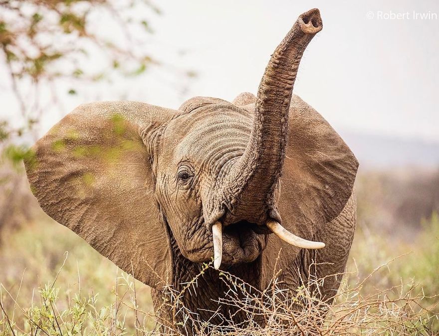 Wildlife-photography-robert-irwin
