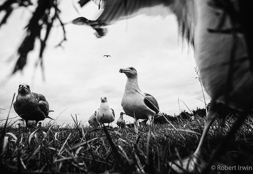 Wildlife-photography-robert-irwin