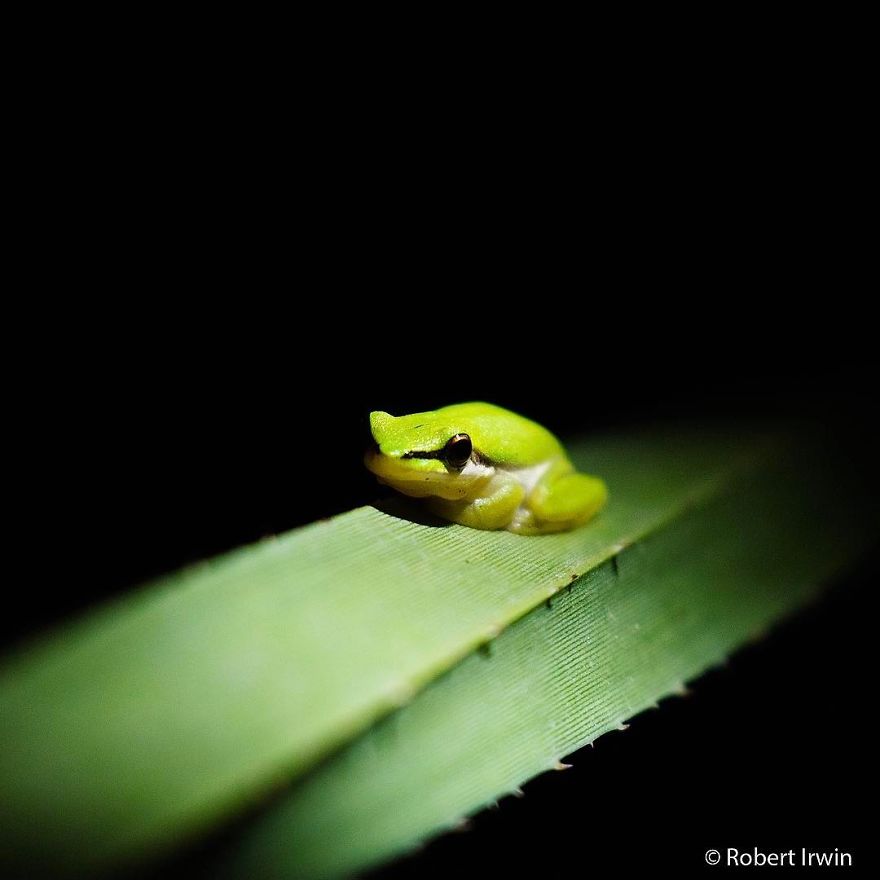 Wildlife-photography-robert-irwin