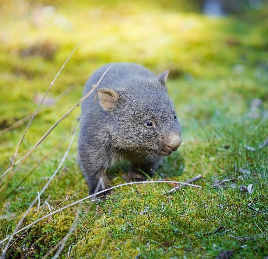 Wildlife-photography-robert-irwin