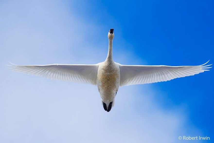 Wildlife-photography-robert-irwin