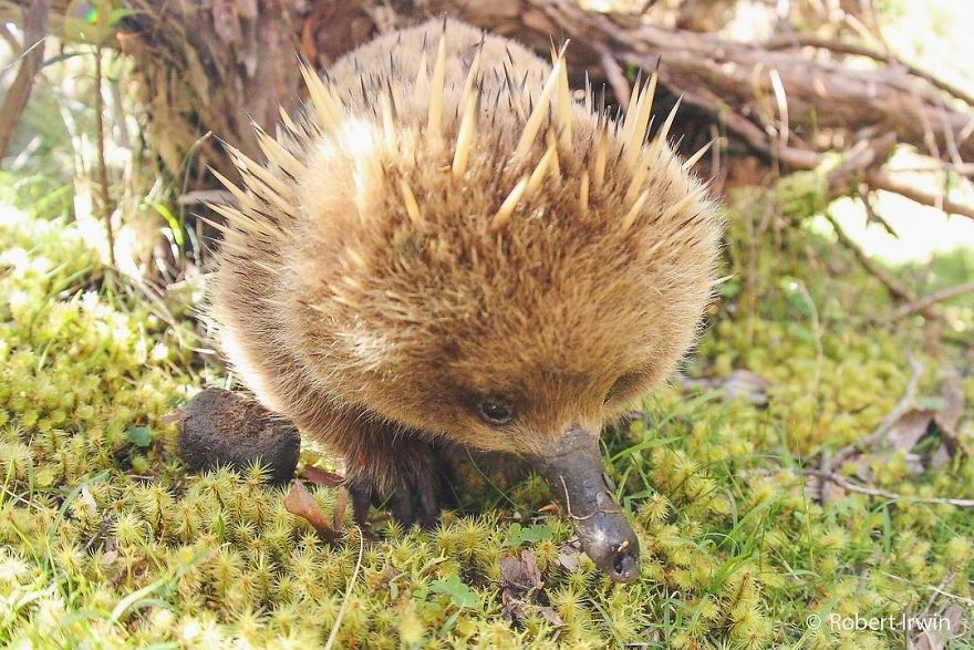 Wildlife-photography-robert-irwin