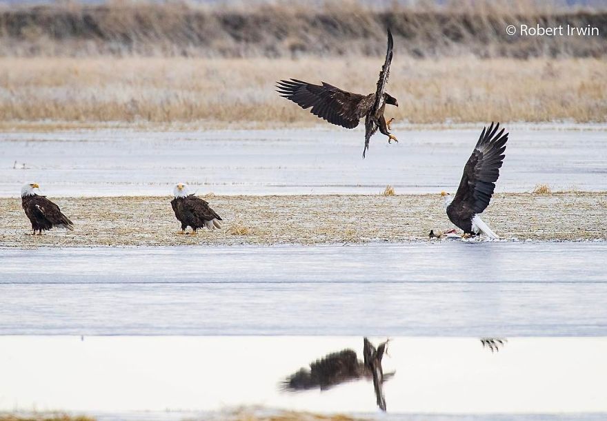 Wildlife-photography-robert-irwin