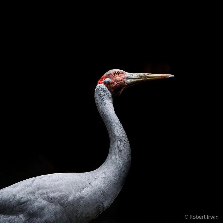 Wildlife-photography-robert-irwin