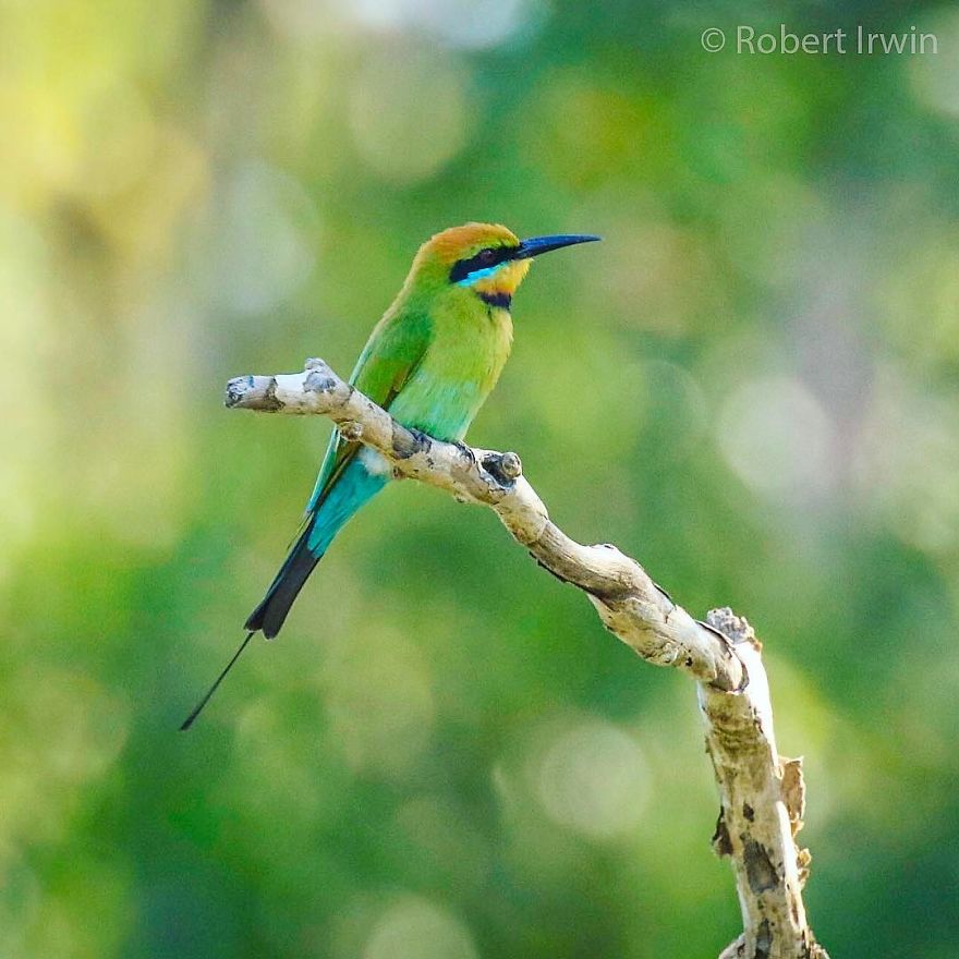 Wildlife-photography-robert-irwin