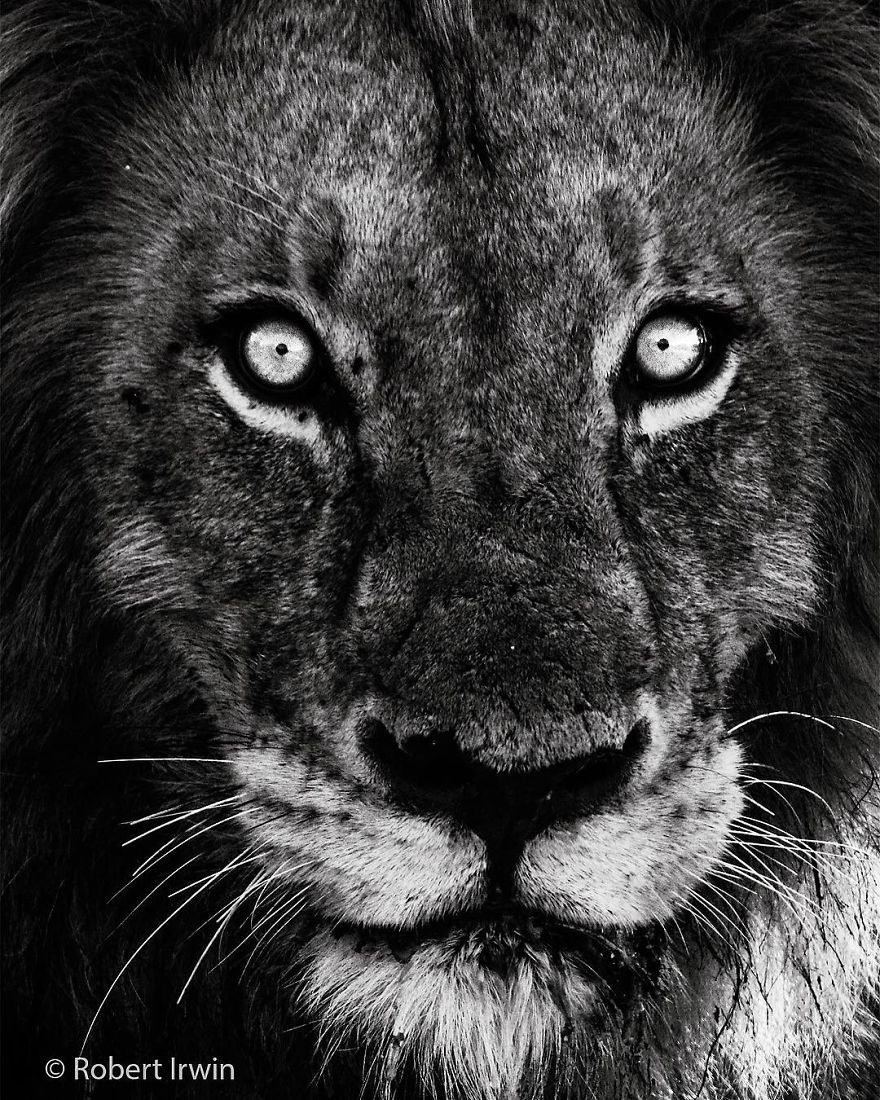 Wildlife-photography-robert-irwin