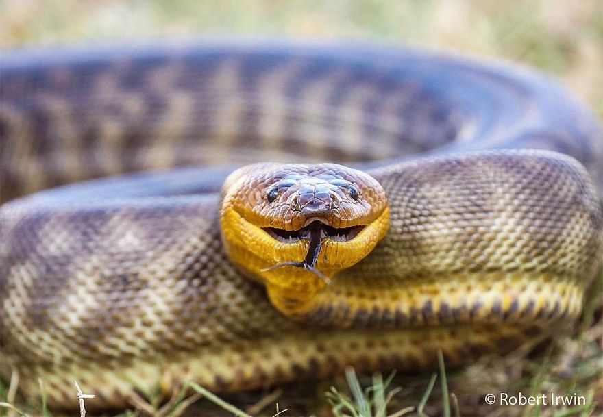 Wildlife-photography-robert-irwin