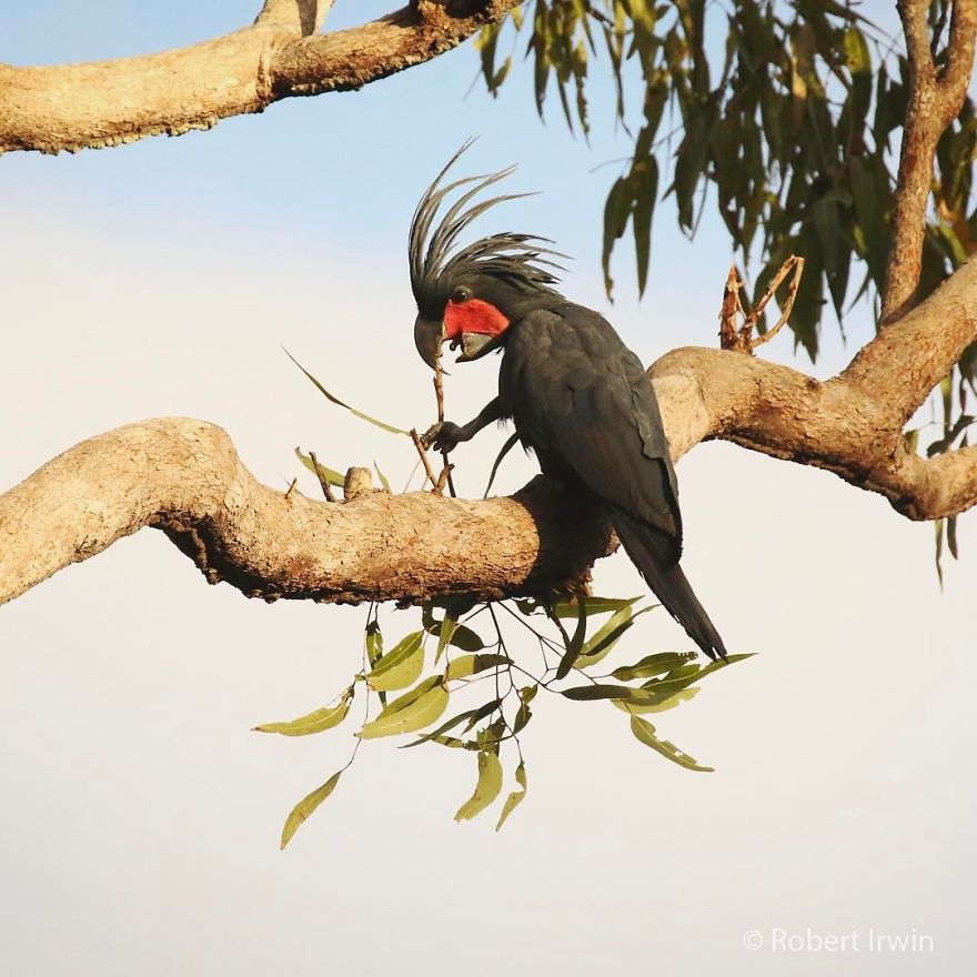 Wildlife-photography-robert-irwin