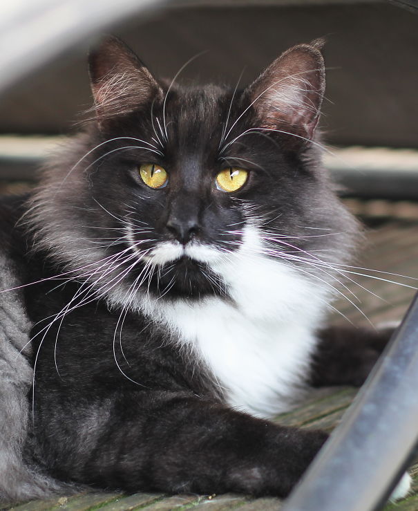 Another Hipster Cat.... Called Elliasz