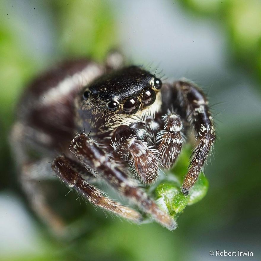 Wildlife-photography-robert-irwin