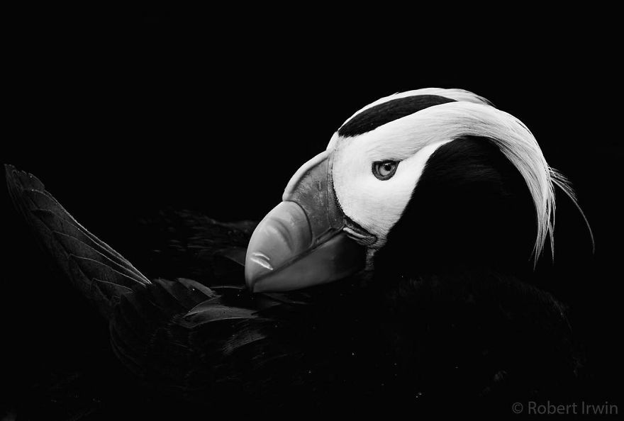 Wildlife-photography-robert-irwin