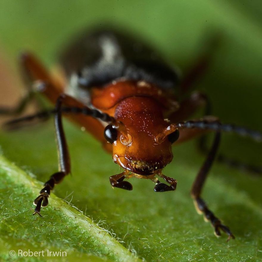 Wildlife-photography-robert-irwin