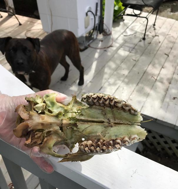 Yogi Brought Me A Gift. I Thought It Was Really Cool