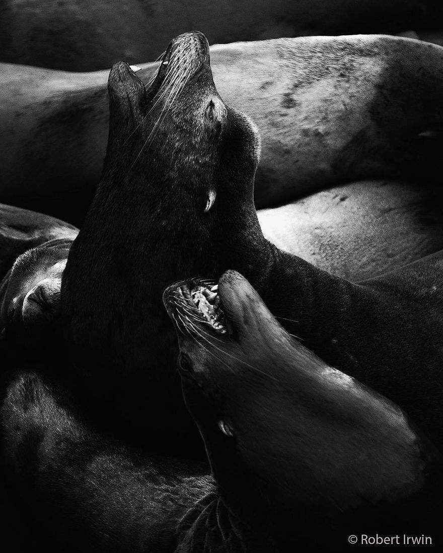 Wildlife-photography-robert-irwin