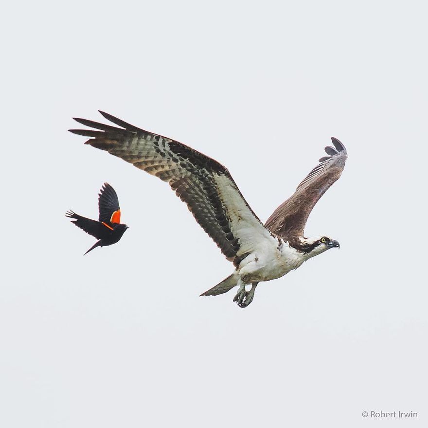 Wildlife-photography-robert-irwin