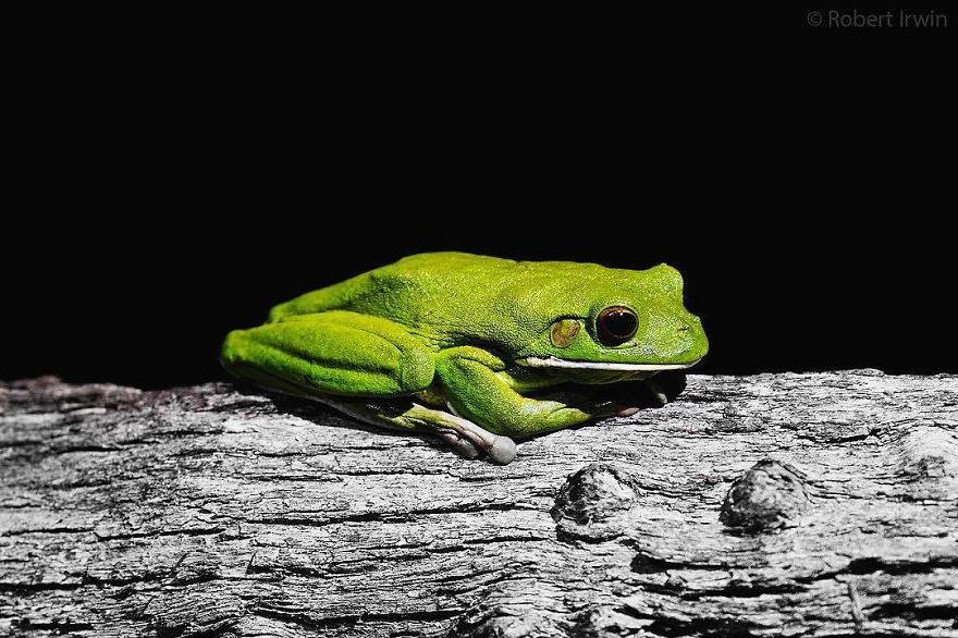 Wildlife-photography-robert-irwin