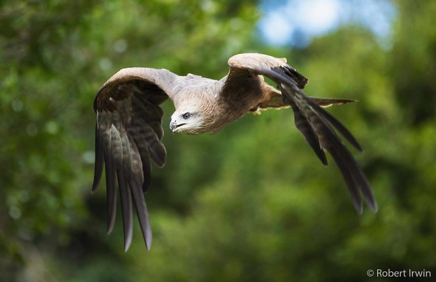 Wildlife-photography-robert-irwin
