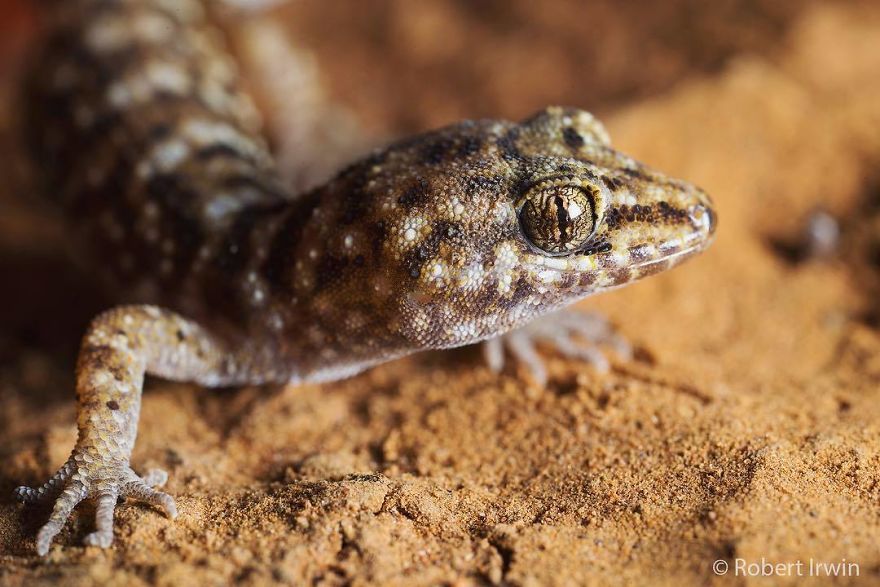 Wildlife-photography-robert-irwin