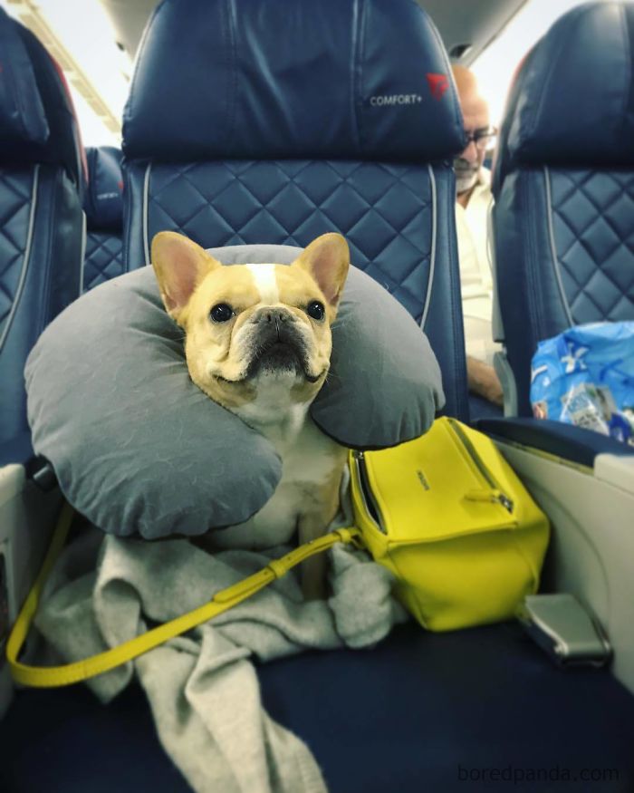 Spoiled-dogs-that-live-better-than-you