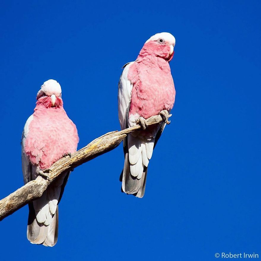 Wildlife-photography-robert-irwin