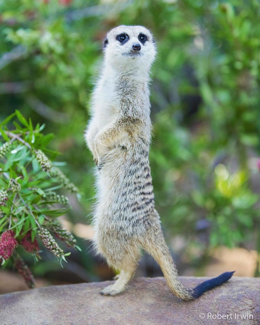 Wildlife-photography-robert-irwin