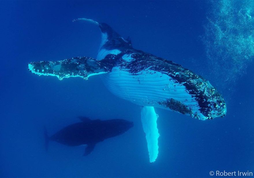 Wildlife-photography-robert-irwin