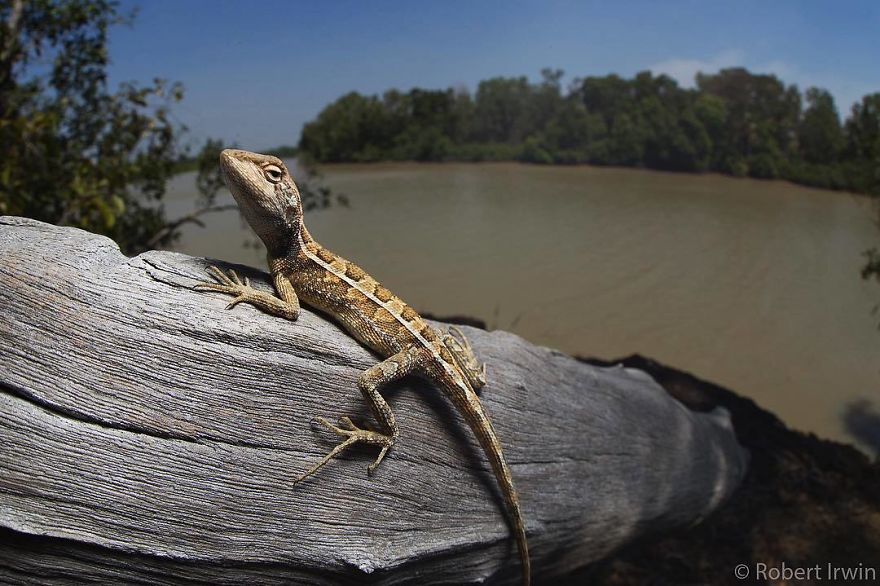 Wildlife-photography-robert-irwin