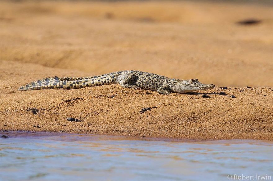 Wildlife-photography-robert-irwin