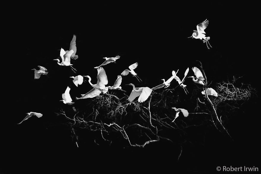 Wildlife-photography-robert-irwin