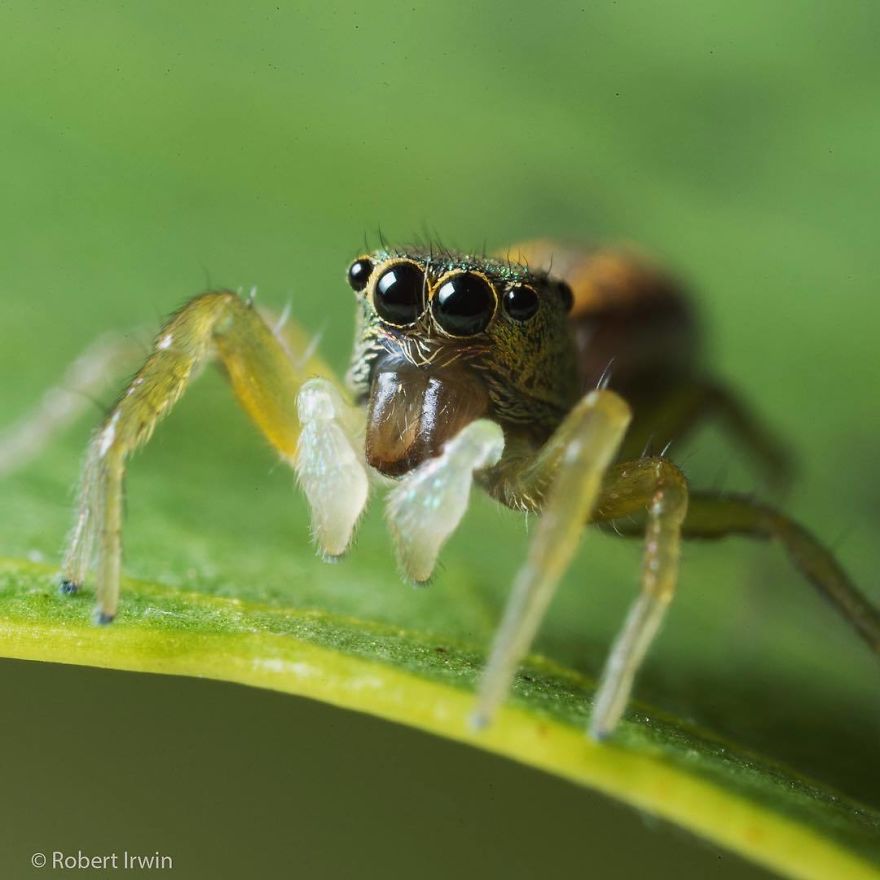 Wildlife-photography-robert-irwin