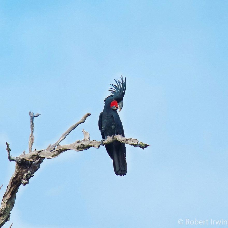 Wildlife-photography-robert-irwin