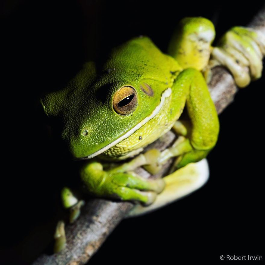 Wildlife-photography-robert-irwin