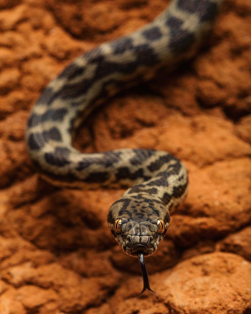 Wildlife-photography-robert-irwin