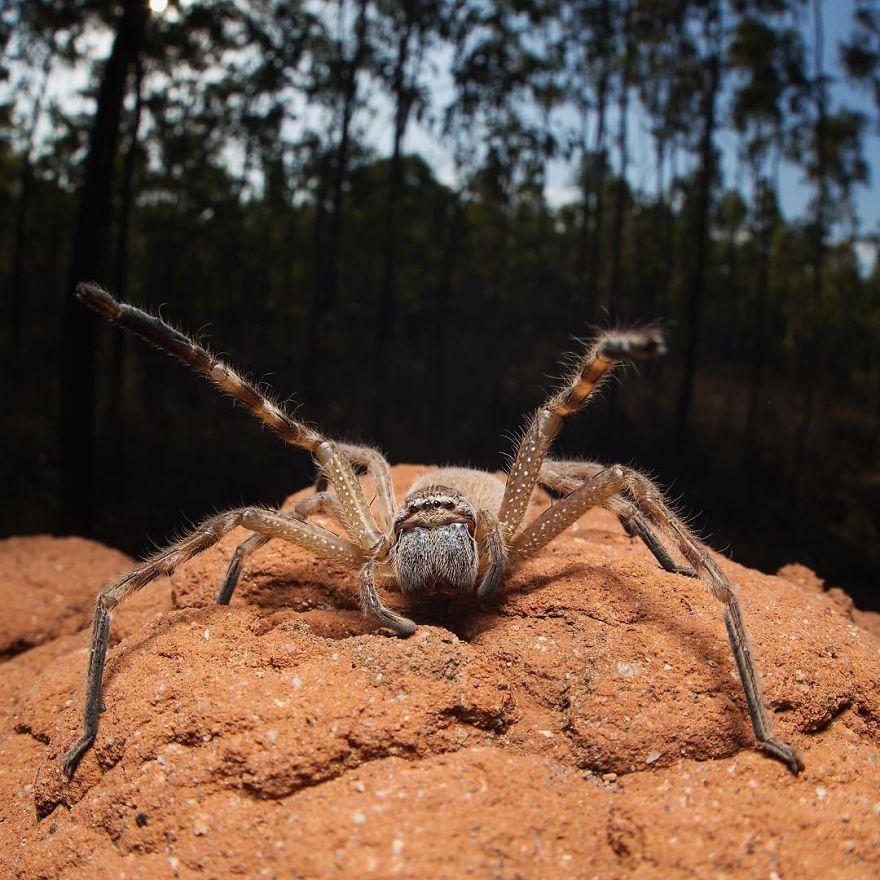 Wildlife-photography-robert-irwin