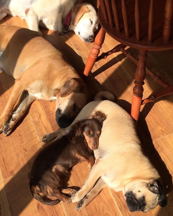 They Have Had Breakfast And It's A Little Cooler Here Now So The Front Window Is The Spot! Soaking Up The Rays