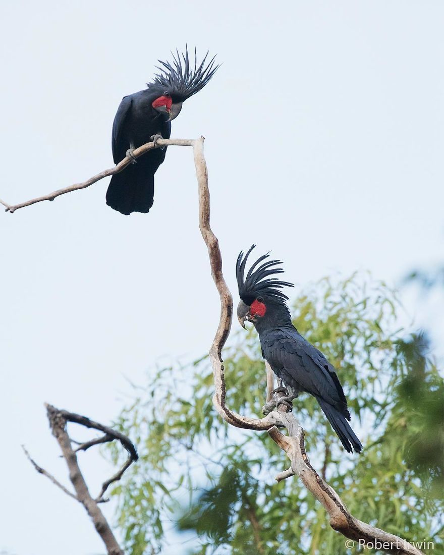 Wildlife-photography-robert-irwin