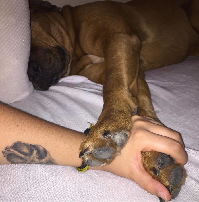Dog paw print tattoo on arm, with a dog sleeping and paw resting on the person's hand.