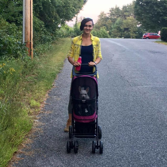 Spoiled-dogs-that-live-better-than-you